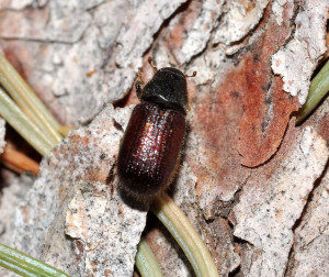 spruce-beetle-adult3-2011-wmc-300x252